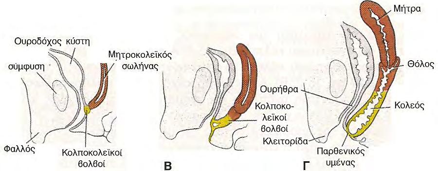 Το ανώτερο τμήμα του κολεού και οι θόλοι σχηματίζονται με εκφύλιση του παραμεσονεφρικού ιστού, ενώ το κατώτερο τμήμα του με εκφύλιση των κολποκολεϊκών βολβών Εικ. 7.