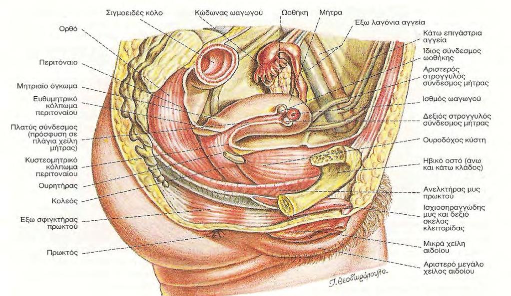 χείλη εισδύουν στο σώμα της μήτρας οι κλάδοι των αγγείων και των νεύρων που κατανέμονται σε αυτή. Εικ. 9. Οβελιαία τομή της πυέλου αντίστοιχα προς τη δεξιά ιερολαγόνια άρθρωση της ελάσσονος πυέλου.