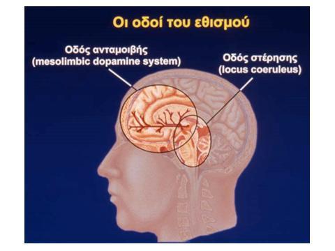 ΕΞΑΡΤΗΣΗ ΚΑΙ ΠΩΣ ΣΧΕΤΙΖΕΤΑΙ ΜΕ ΤΟ ΚΑΠΝΙΣΜΑ Κέντρο στέρησης: Διεγείρεται, όταν έχει πέσει η στάθμη της εξαρτησιογόνου ουσίας στο αίμα και