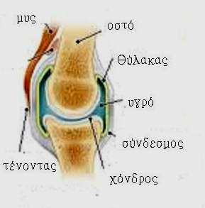 οµή της διάρθρωσης Στη διάθρωση τα οστά συγκρατούνται µε τη βοήθεια των συνδέσµων Οι επιφάνειες των οστών που έρχονται σε επαφή καλύπτονται από τον αρθρικό χόνδρο Τα οστά της
