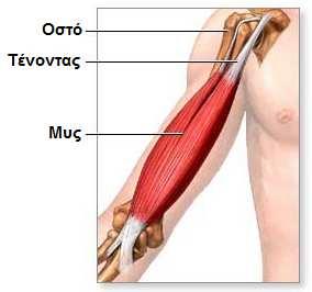 Σκελετικοί µύες Λειτουργούν µε τη