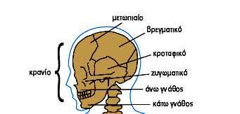 Οστά κεφαλής 1. µετωπιαίο 2. βρεγµατικό 3.