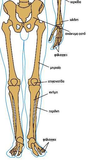 Οστά των κάτω άκρων 1. ανώνυµο οστό 2.