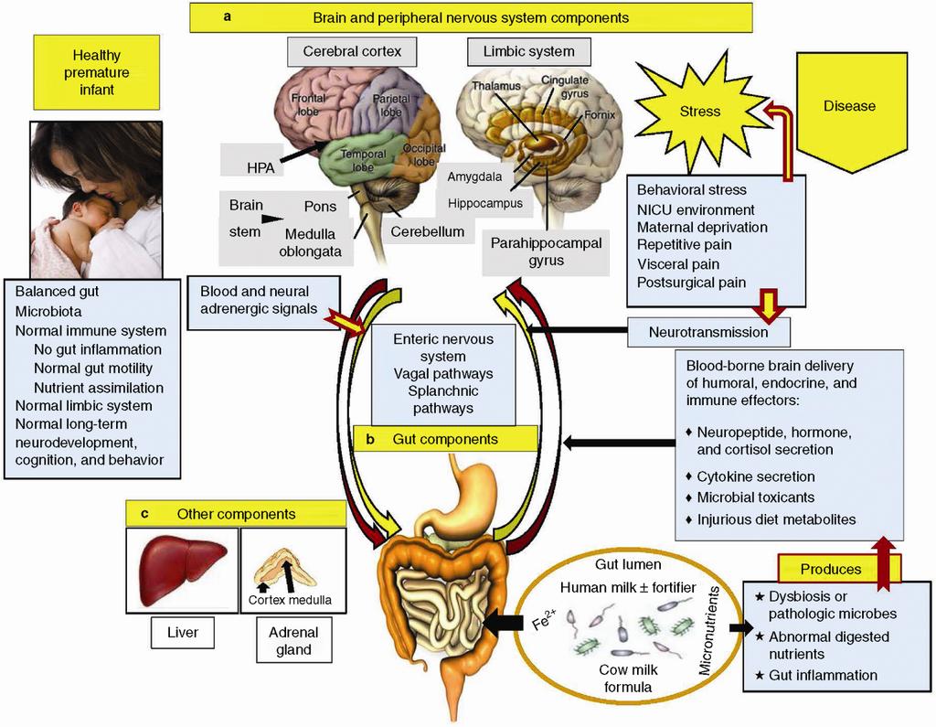 Ο άξονας εγκεφάλου εντέρου The gut brain axis (GBA).