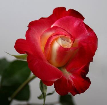 τριαντάφυλλα» Αρτηνού Δήμητρα, ΠΕ 70 (τοποθέτηση /Δ/ντρια)