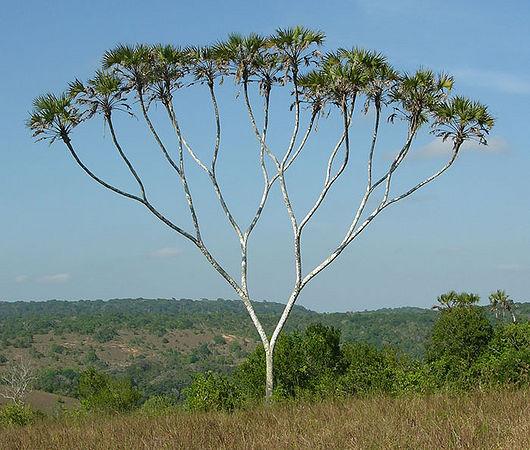 Δοµή δεδοµένων σωρού Πλήρη δυαδικά δέντρα στη φύση: