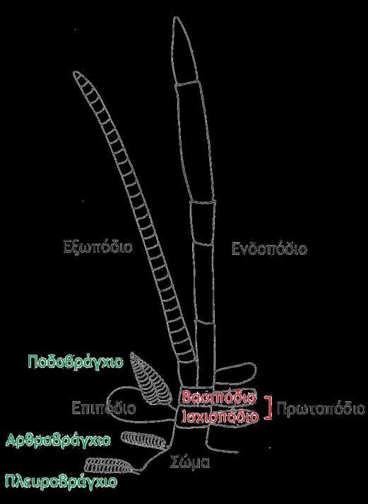 ΕΙΣΑΓΩΓΗ ΕΡΓΑΣΤΗΡΙΑ ΣΤΗ ΣΤΟ ΖΩΟΛΟΓΙΑ ΜΟΥΣΕΙΟ: (ΒΙΟΛ-101) Τα ζώα στο φακό του στερεοσκοπίου Μορφολογία & Ανατομία Δεκάποδου Καρκινοειδούς