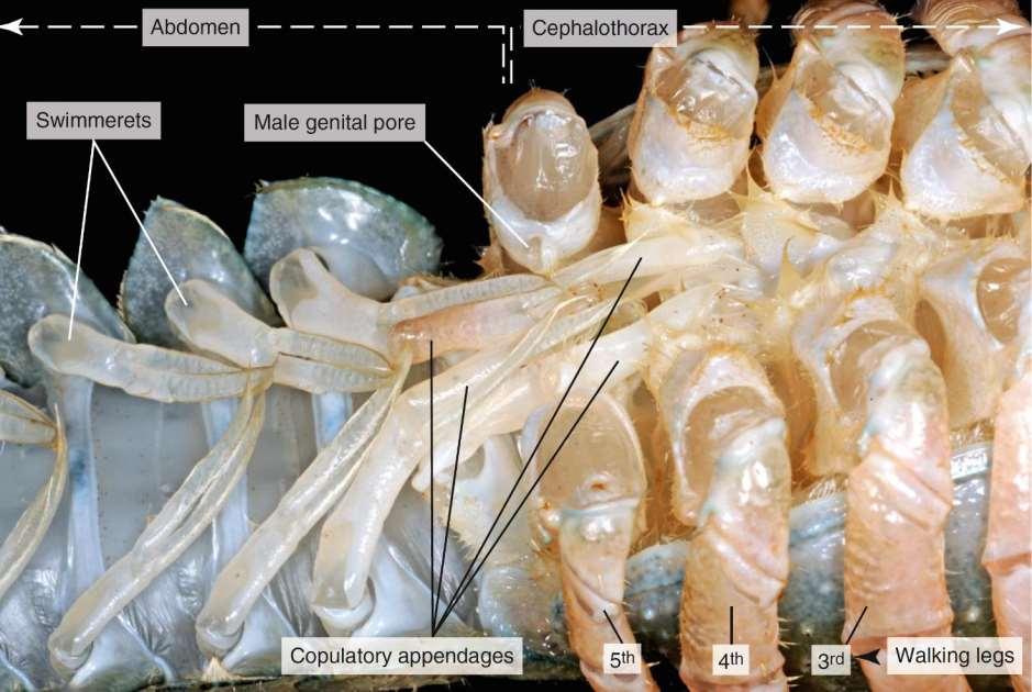 Εξωτερική μορφολογία Δεκάποδου Καρκινοειδούς Κοιλιά Κεφαλοθώρακας