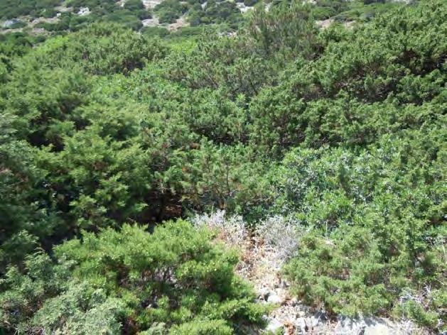 Εικόνα 3.7.7. Κοινότητα με Juniperus phoenicea στα Αντικύθηρα. Τύπος Οικοτόπου 5210. (Φωτ.: Ελένη Ηλιάδου /Πανεπιστήμιο Πατρών).