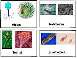 10PERATURAN KESELAMATAN MAKMAL BIOLOGI 10.1 PERATURAN UMUM 1. Semua permukaan dan tempat kerja hendaklah dibersihkan dengan disinfektan sebelum meninggalkan makmal. 2.