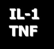IL-17 INF γ TNFα