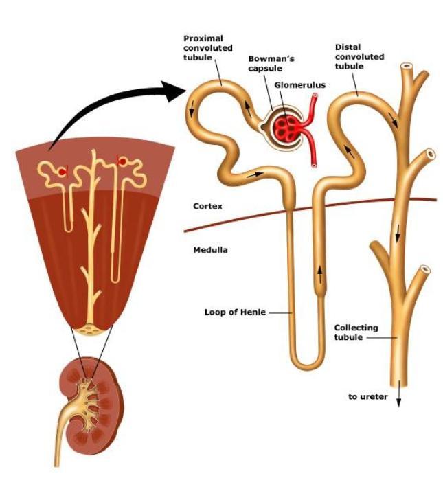 την κάψα του Bowman, η αγκύλη του Henle (μια φουρκέτα που αποτελείται από το κατιόν και το ανιόν σκέλος), το άπω εσπειραμένο σωληνάριο (distal tubule) και το αθροιστικό σωληνάριο (collecting tubule).