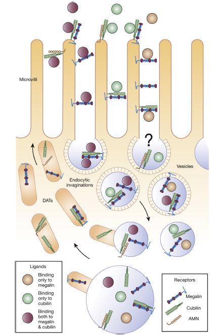 Εικόνα 3.7: Επαναρρόφηση πρωτεϊνών και άλλων μορίων από τους υποδοχείς μεγαλίνη και κουμπιλίνη στα επιθηλιακά κύτταρα των εγγύς εσπειραμένων σωληναρίων.