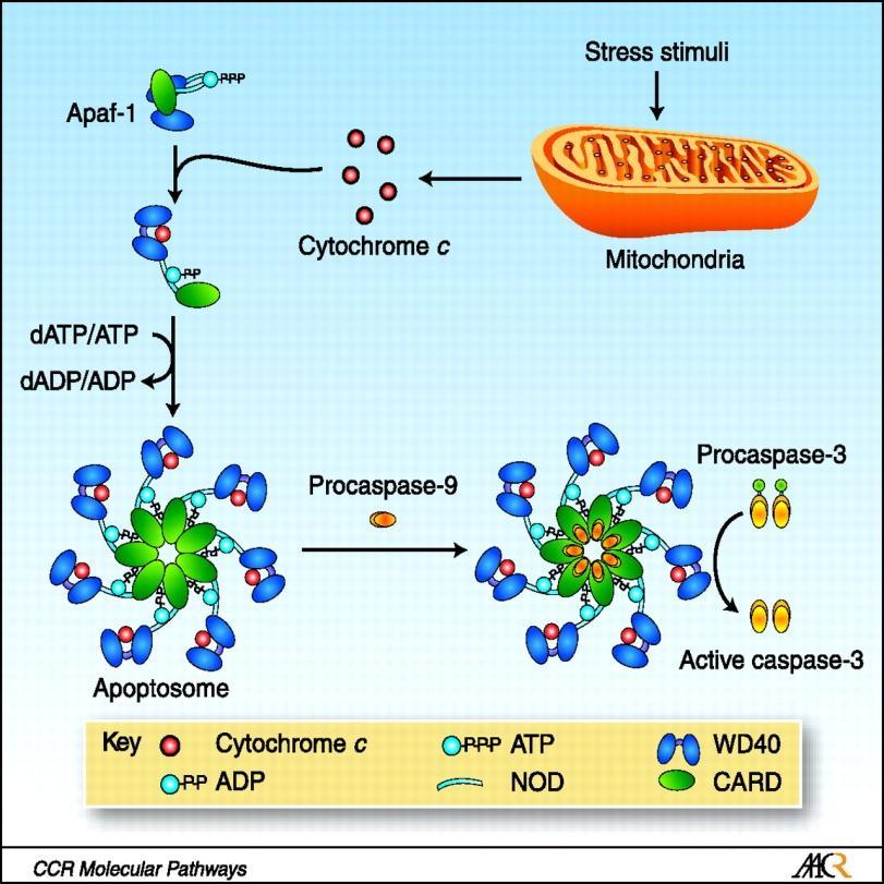 κυτόχρωμα C συνδέεται με την κυτταροπλασματική πρωτεΐνη Apaf-1 (apoptotic protease-activating factor-1) και προκαλεί αλλαγές στη χωροταξική διαμόρφωσή της με αποτέλεσμα να αποκαλύπτονται θέσεις