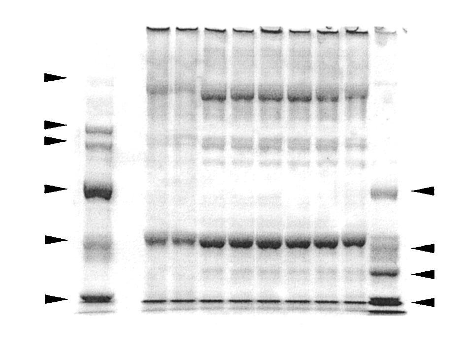 , SDS-PAGE patterns of myofibrillar protein based films M+ : High molecular weight standard (,3,*/ kda). M, : Low molecular weight standard (,300 kda).