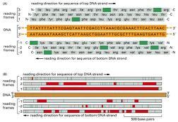 Η γνώση της αλληλουχίας των βάσεων του DNA επιτρέπει τον προσδιορισμό των περιοχών που κωδικοποιούν πρωτεΐνες Φορά διαβάσματος της αλληλουχίας της πάνω αλυσίδας του DNA πλαίσια ανάγνωσης DNA πλαίσια