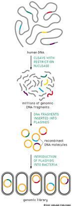 Κατασκευή γενωμικών βιβλιοθηκών DNA ανθρώπου ΠΕΨΗ ΜΕ ΕΝΔΟΝΟΥΚΛΕΑΣΗ ΠΕΡΙΟΡΙΣΜΟΥ εκατομύρια θραύσματα γενωμικού DNA ΤΑ