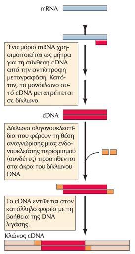 Κατασκευή