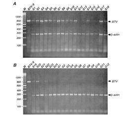Xρήση RT-PCR με πολλαπλούς εκκινητές