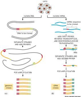 H PCR στην κλωνοποιηση DNA και RNA κύτταρα απομόνωση DNA απομόνωση RNA mrna που θα κλωνοποιηθεί DNA που θα κλωνοποιηθεί Αποδιάταξη DNA/ προσθήκη εκκινητών Προσθήκη 1 ου