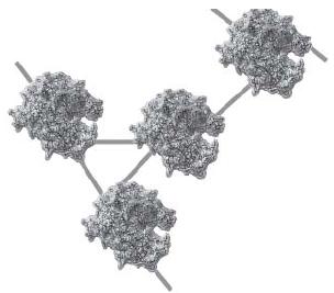 5.3.4 Διασταυρούμενη ή διαμοριακή σύνδεση (cross-linking) Η μέθοδος διαμοριακής σύνδεσης χρησιμοποιείται συχνά και πολλές φορές συνδυάζεται με τις μεθόδους προσρόφησης και παγίδευσης προκειμένου να