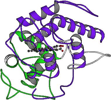 Kim S.H., et al., 2006; Jung et al., 2008; Renirie et al., 2009]. Στο Σχήμα 4.2 απεικονίζονται οι α-έλικες και ο δακτύλιος της αίμης. Σχήμα 4.2. Σχηματική απεικόνιση α-ελικών και δακτυλίου αίμης της χλωροϋπεροξειδάσης από Caldariomyces fumago.