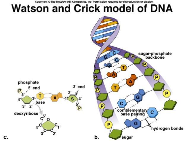 υλικοφ DNA/RNA Π.χ.