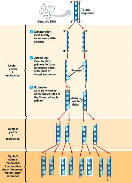 Polymerase Chain Reaction (PCR)