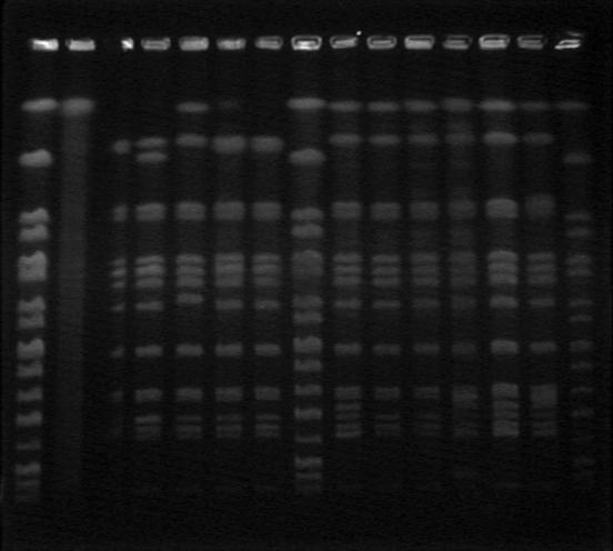 Επιδθμία Salmonella enterica ser. 6,7:k:- από κοτόπουλο ςε ψθςταριά -12-2011 XbaI, Salmonella enterica ser. 6,7:k:- 121 S. Thompson 2010 165 S. Thompson 2010 293 S. Thompson 2010 116 S.