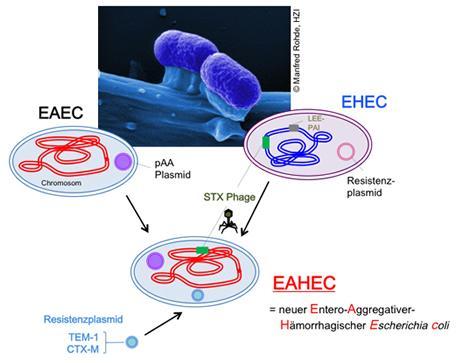 The sequence data indicate that the patient's isolates probably did not arise from an EHEC pathogen, but rather from a germ called EAEC (entero-aggregative Escherichia coli).