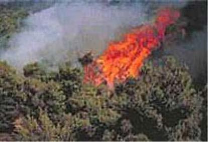 Οδηγίες προστασίας του πολίτη από δασικές πυρκαγιές Δασικές πυρκαγιές Τι πρέπει να προσέχετε για να αποτρέψετε την εκδήλωση πυρκαγιάς Μην καίτε σκουπίδια ή ξερά χόρτα και κλαδιά κατά την διάρκεια των