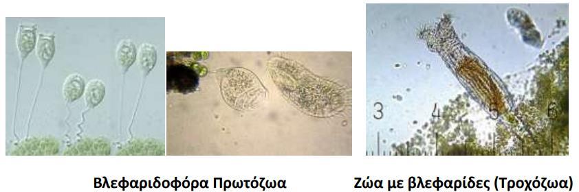 Τα βακτήρια είναι μονοκύτταροι προκαρυωτικοί οργανισμοί και παρουσιάζουν μια ποικιλία μορφών όπως οι κόκκοι (απλοί, διπλόκοκκοι, στρεπτόκοκκοι και σταφυλόκοκκοι), οι βάκιλλοι και τα σπειρίλια.
