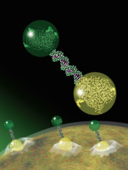 )مانند فعال زیست لهای ماکرومولکو در که به زیستی فعالیت برای که )sirna و DNA اهمیت دارند احتیاج سلولی درون رسانش اندوتلیال فگیری هد مورد در دارند.