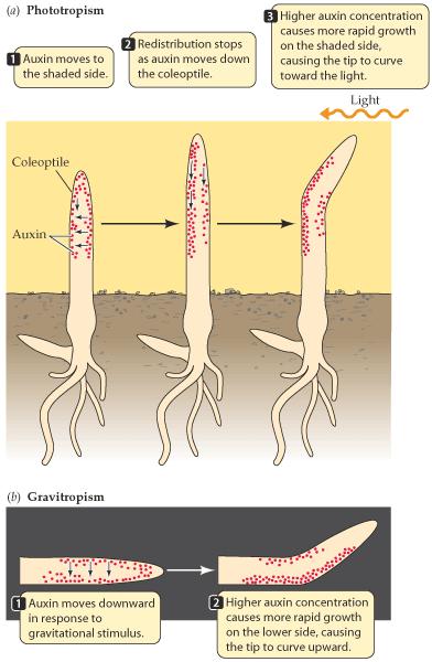 Αυξίνη Η αυξίνη κινείται αντίθετα προς τη φωτεινή πηγή.