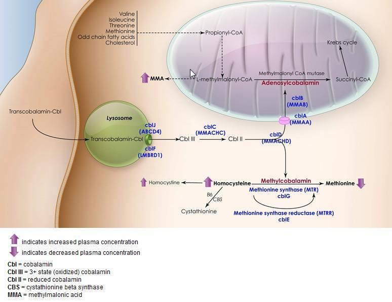 Ενδοκυττάριος μεταβολισμός Κοβαλαμίνης