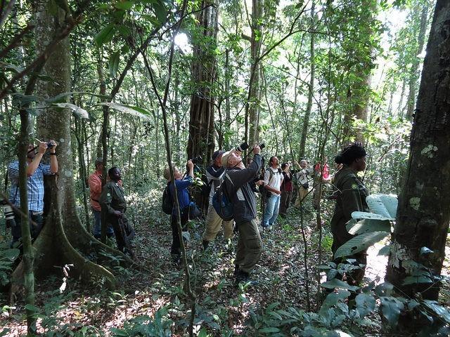 Το Εθνικό Πάρκο Kibale Forest είναι ένας από τους καλύτερους προορισμούς για σαφάρι στην Αφρική και για πεζοπορία αναζητώντας χιμπατζήδες στην Ουγκάντα. Το Εθνικό Πάρκο έκτασης 795 τετραγωνικών χλμ.