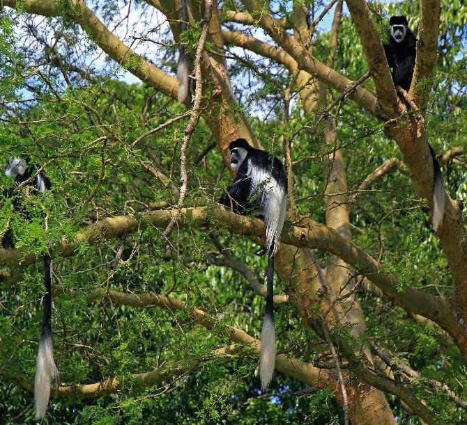 Ημέρα 07: Πεζοπορία για αναζήτηση Χιμπατζήδων και πεζοπορία στον υγροβιότοπου του Bigodi.