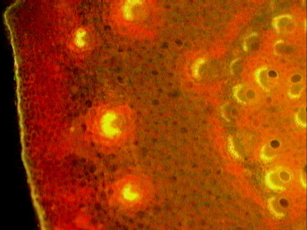 βλαστών όπως εμφανίζονται στο μικροσκόπιο φθορισμού: α.