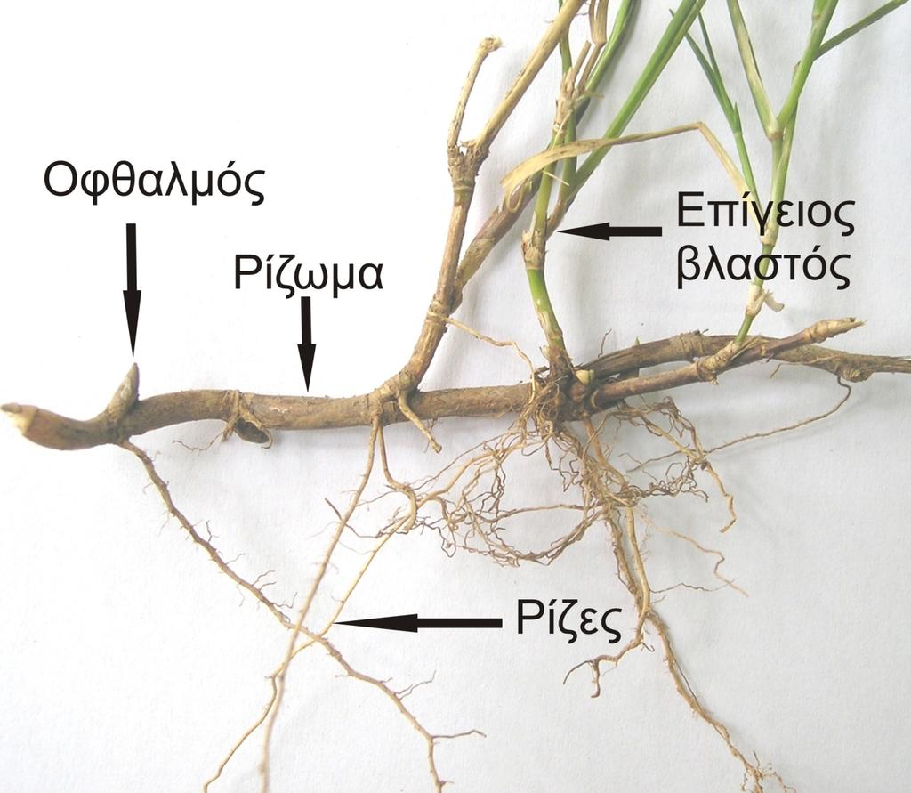 Ριζώματα: Υπόγειοι πολυετείς βλαστοί