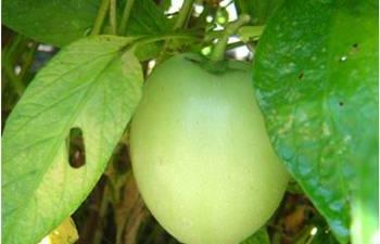 Pepino: Solanum muricatum (pear melon) Πηγή: http://blog.seniorennet.