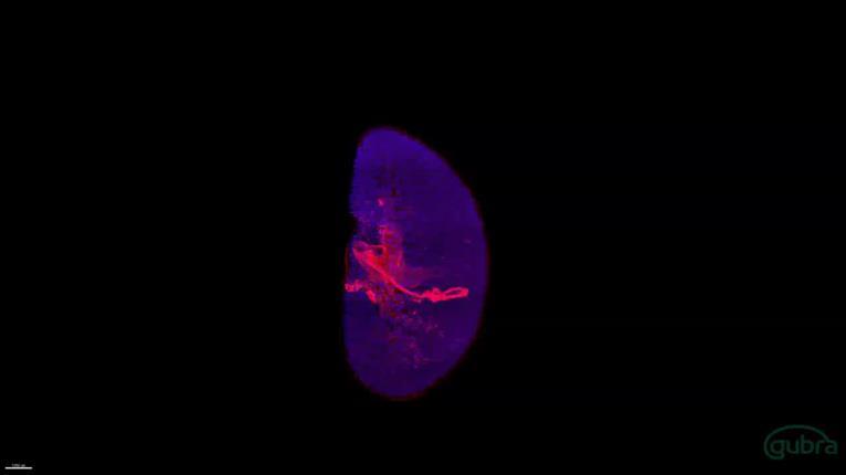 Εφαρμογές μικροσκοπίας SPIM A normal adult mouse pancreas stained for