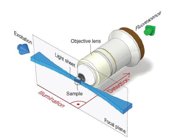 Selective Plane Illumination Microscopy (SPIM) Φωτισμός του δείγματος μέσω ενός πολύ λεπτού φύλλου φωτός Ο φωτισμός του δείγματος είναι κάθετος σε σχέση με