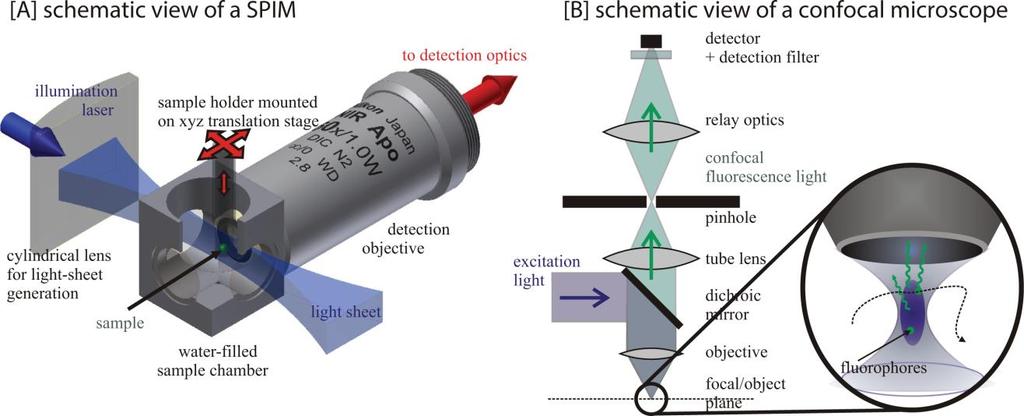 Σύγκριση μικροσκοπίας SPIM με confocal Το SPIM παράγει φωτόνια φθορισμού