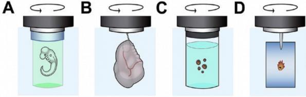 Παραδείγματα τοποθέτησης ζωντανών δειγμάτων Χρήση αγαρόζης για απεικόνιση εμβρύου Zebrafish Χρήση γάντζου για την απεικόνιση οργάνου