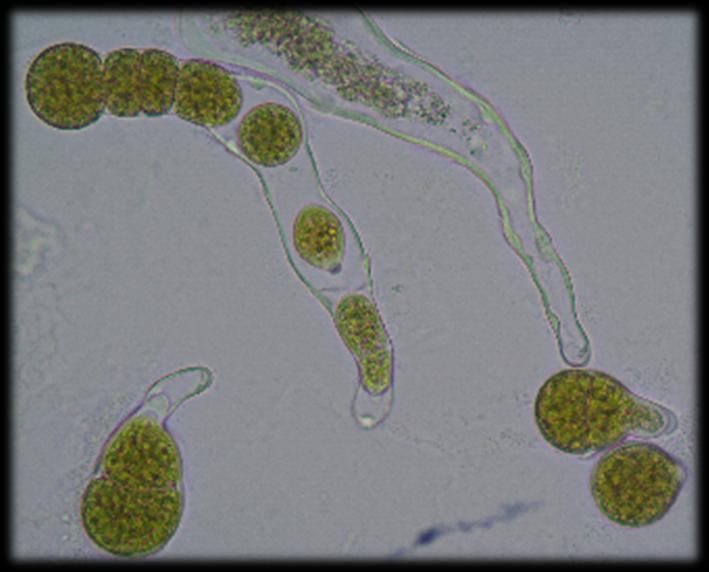 βενθικά Protosiphon Stigonema Σε διάφορα νηματοειδή μακροφύκη