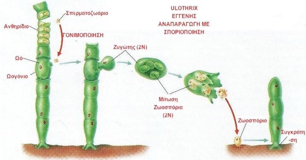 Αναπαραγωγή των φυκών Απλοειδής κύκλος ζωής Εγγενής γαμέτες-ζυγώτης-ζυγωτική μείωση-ζωοσπόρια-μόνο γαμετόφυτο (Ν) Μακροφύκη