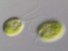 Ωριμο ζυγοσπόριο παράγει απλοειδή κύτταρα (Ν) ΜΕΙΩΣΙΣ Ζυγοσπόριο ΑΓΕΝΗΣ