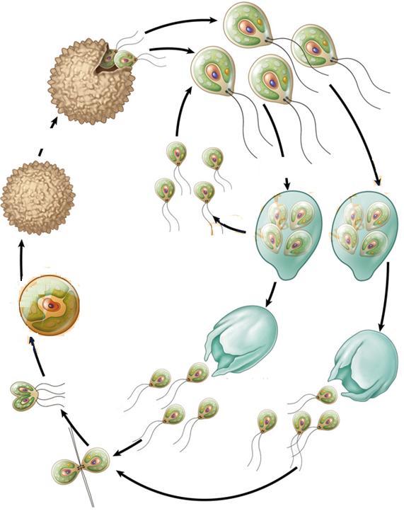 γαμετόφυτο (N) (Χλωροφύκος-Chlamydomonas) Ζυγώτης + κύτταρα -κύτταρα