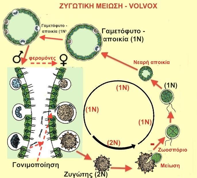 Αναπαραγωγή των φυκών Απλοειδής κύκλος ζωής Εγγενής γαμέτες-ζυγώτης-ζυγωτική μείωση-ζωοσπόρια-μόνο γαμετόφυτο (Ν) Μικροφύκη αποικιακά πλαγκτονικά (Χλωροφύκος Volvox) Σημείωση: Η απλοειδής