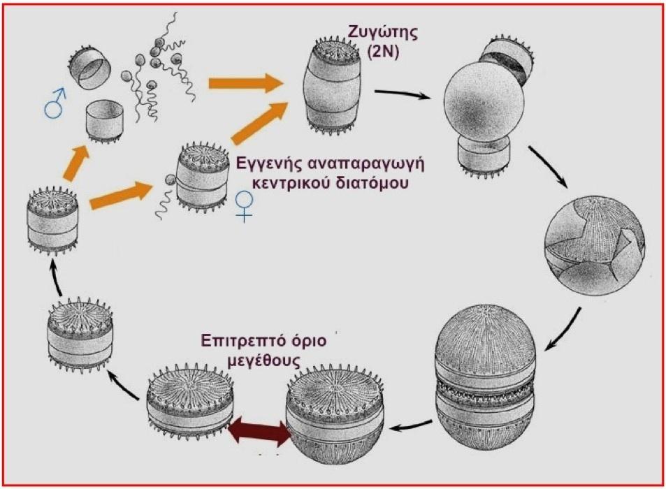 Αναπαραγωγή των φυκών Μικροφύκη - μονοκύτταρα πλαγκτονικά- Κεντρικά διάτομα Βλαστητική & εγγενής (γαμέτες-ωογαμία-ζυγώτης-αυξοσπόριο) ΚΕΝΤΡΙΚΑ ΔΙΑΤΟΜΑ